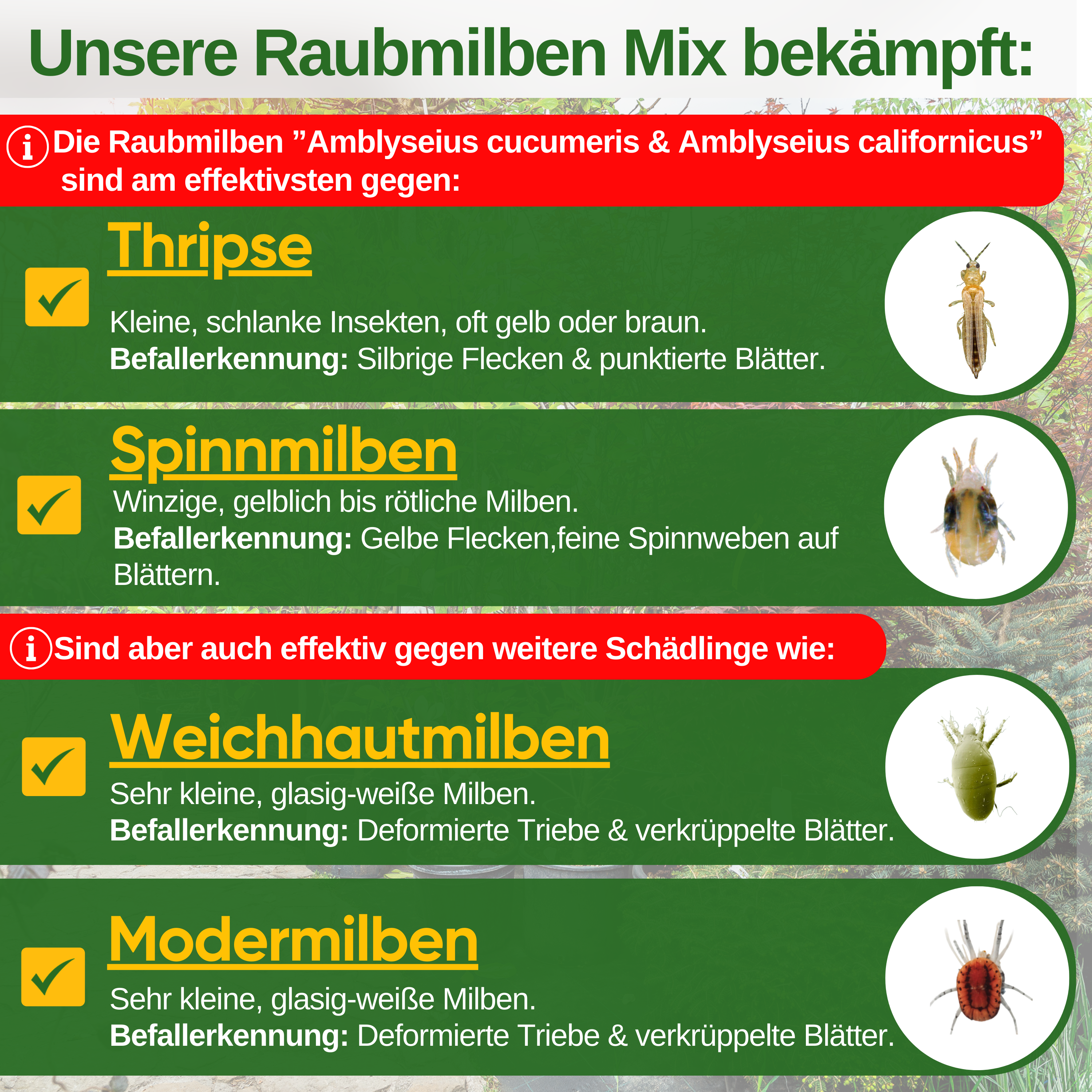 Predatory mite mix against thrips & spider mites for hanging or scattering