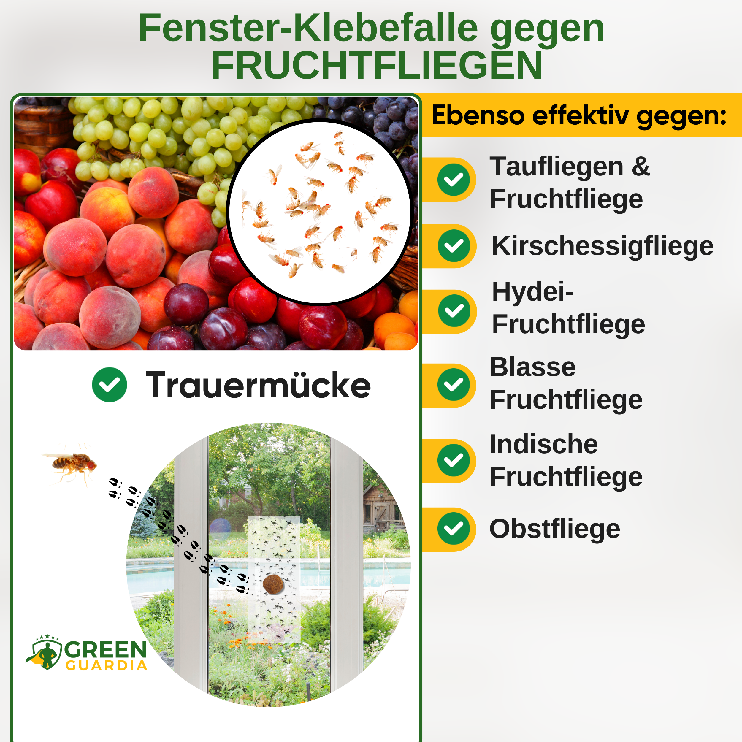 Fruktflugefönsterfälla med speciellt lockmedel