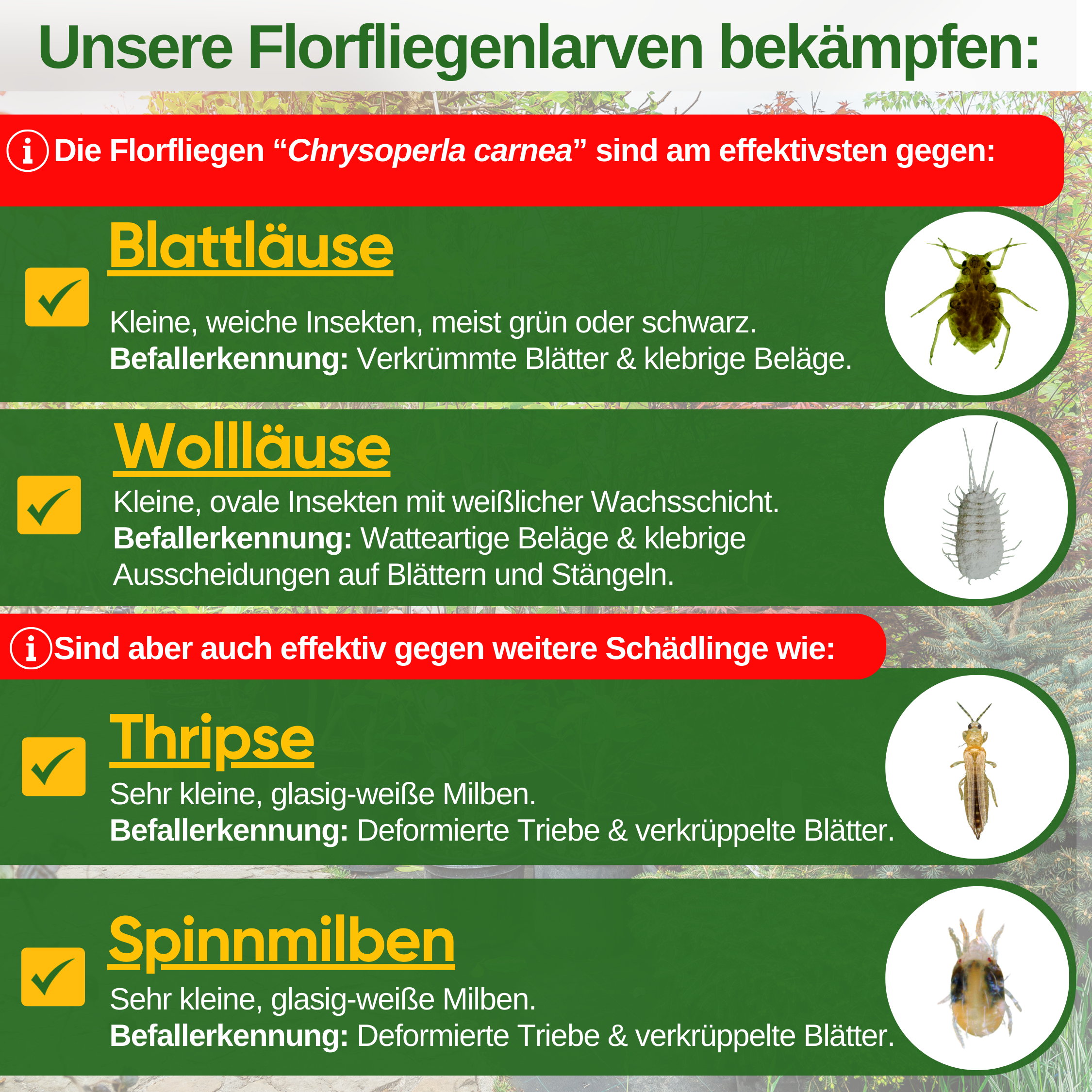 Lacewing-larver mot bladlöss och mjölbuggar
