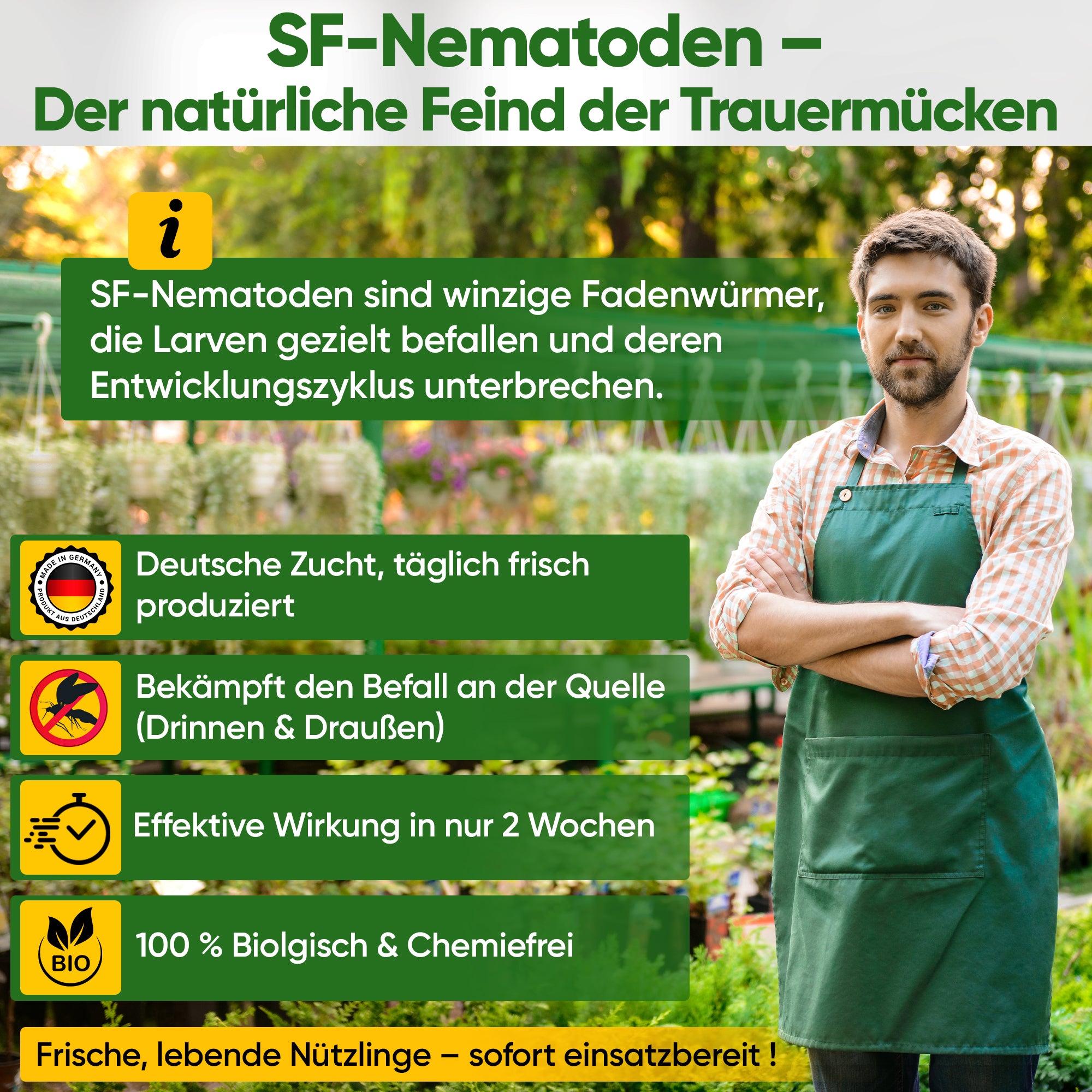 SF-nematoder mot svampmyggor, kodlingmalar och myror