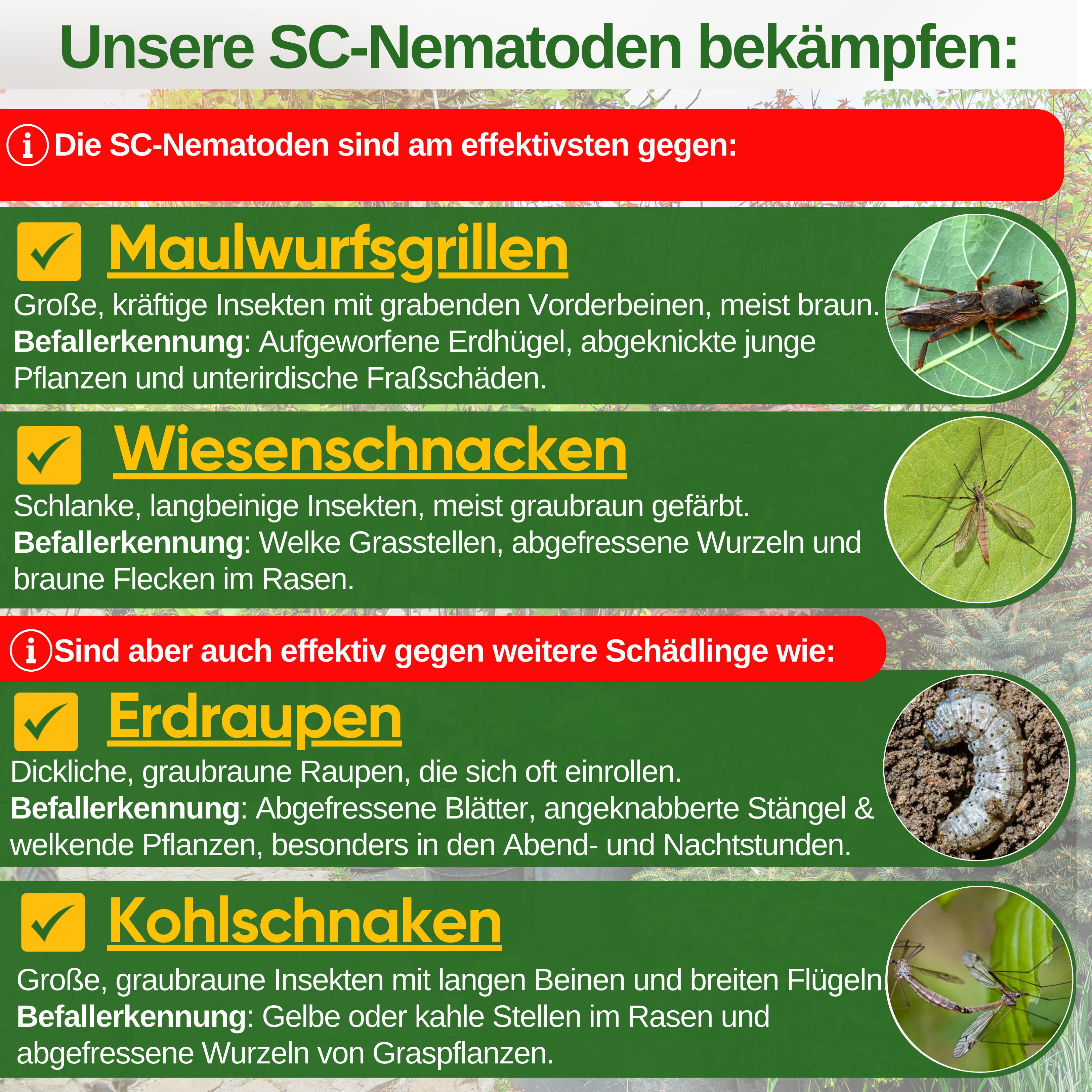 SC-nematoder mot mullvadssyrsor, gräshoppor och snårmaskar