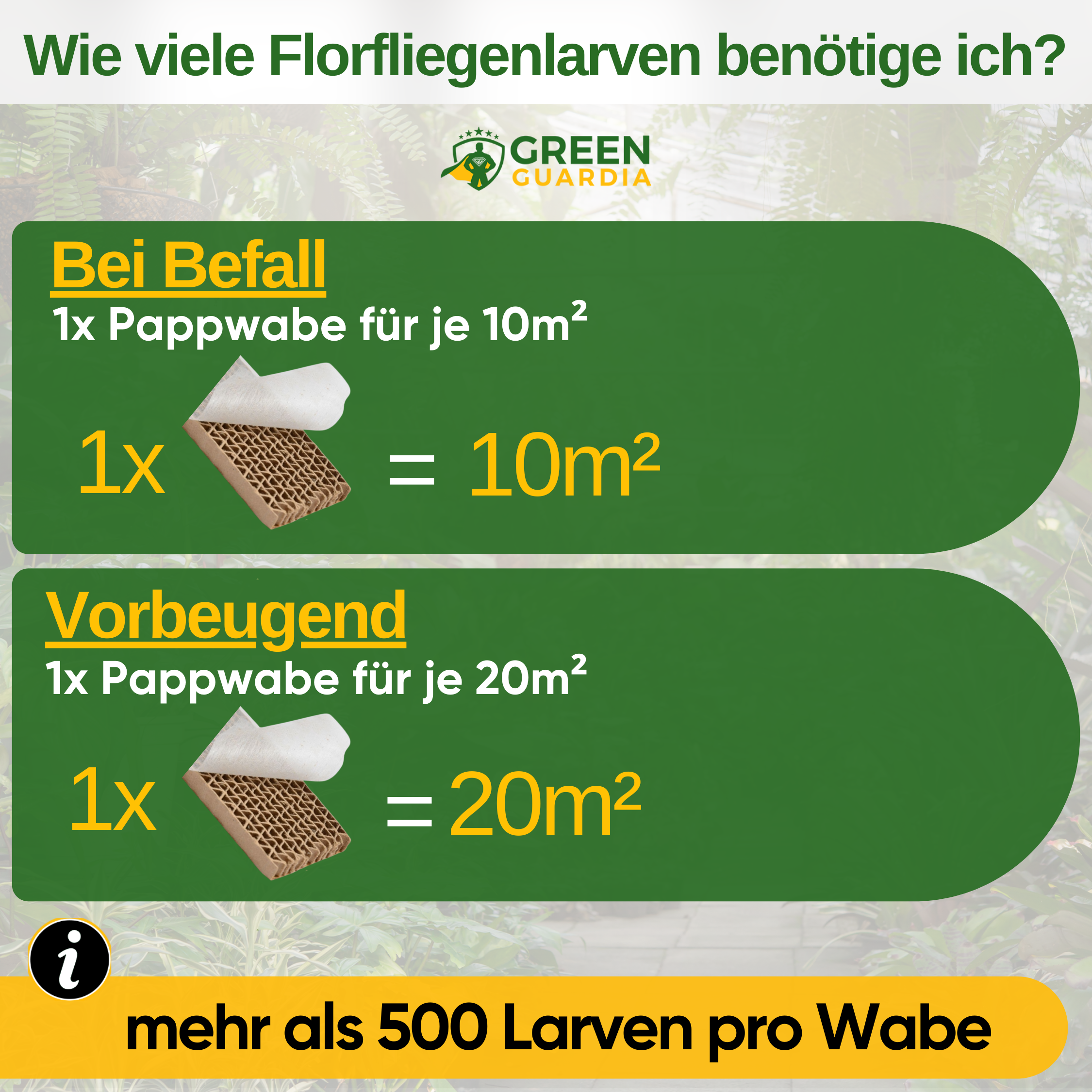 Lacewing-larver mot bladlöss och mjölbuggar