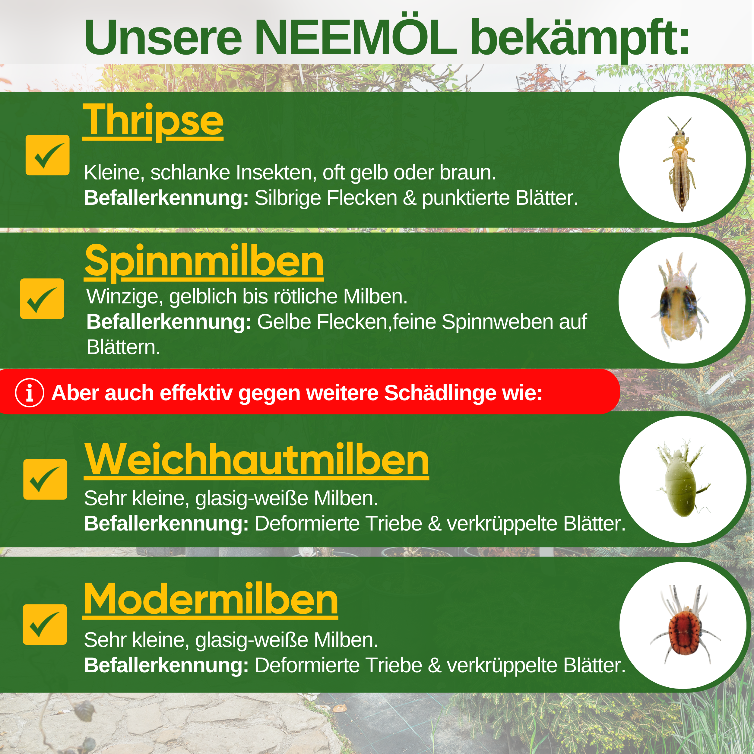 Power Neem-olja mot trips