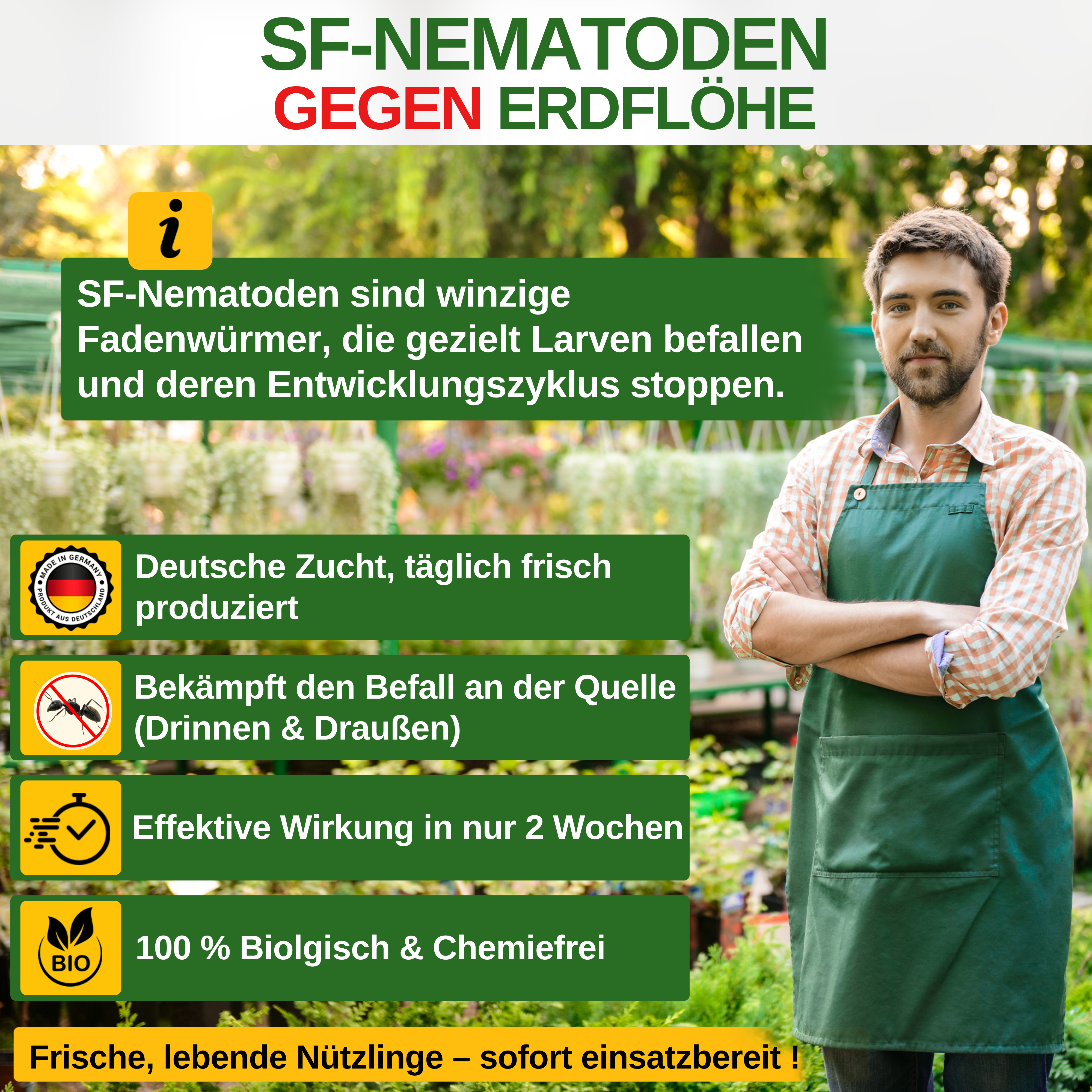 SF-nematoder mot loppbaggar